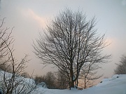 45 nrl bosco con neve e nebbia...